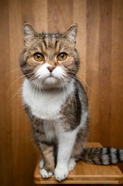 Tahta arka planda meraklı kedi