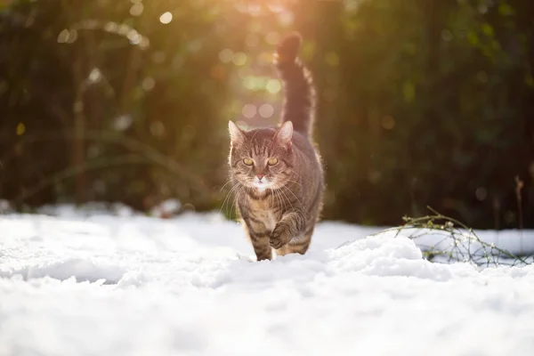 Tabby cat walking in snow — Stock Photo, Image