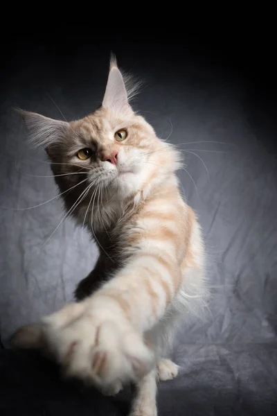 Creme gestromte Maine Coon Kätzchen spielt Aufzuchtpfote — Stockfoto