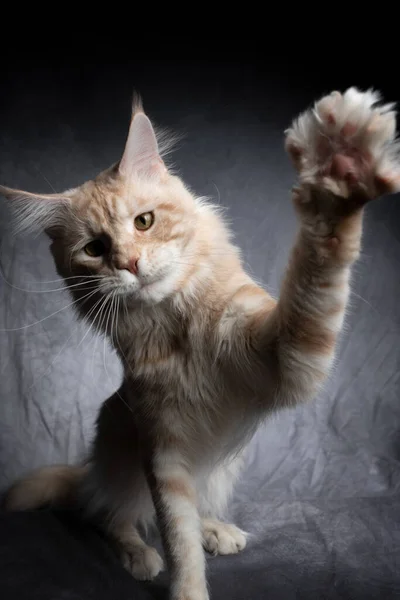 Crema tabby maine coon gatito jugando levantando la pata —  Fotos de Stock