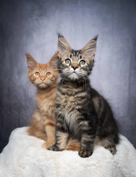 Zwei unterschiedlich gefärbte Maine Coon Kätzchen sidy nebeneinander — Stockfoto