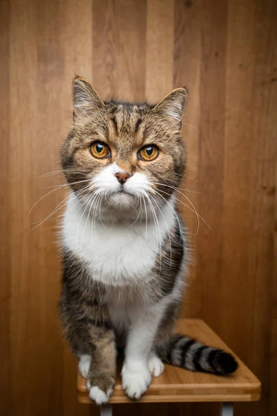 木制背景的好奇猫 — 图库照片