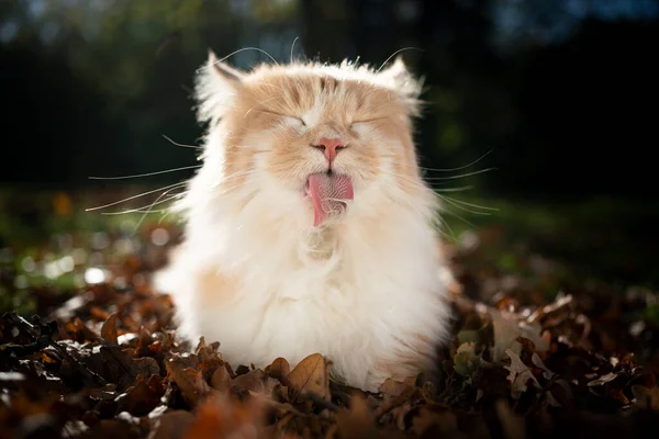 Pelo largo gato aseo piel al aire libre — Foto de Stock