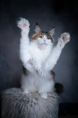 Beyaz Maine Rakunu Pençe kaldırma oyunu oynuyor