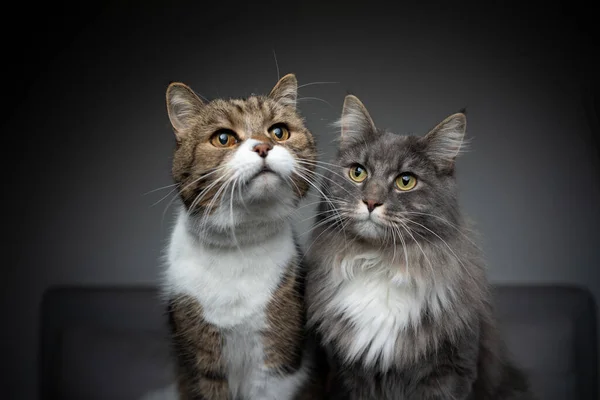 2種類の猫を並べて — ストック写真