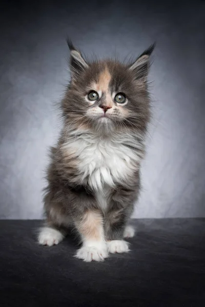 Mignon calico maine chaton chaton studio portrait sur fond gris — Photo