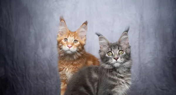 Two different colored maine coon kittens — Stock Photo, Image