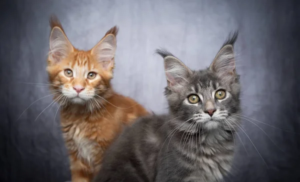 Two different colored maine coon kittens — Stock Photo, Image