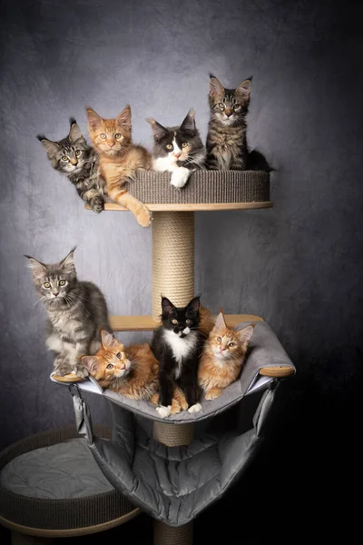 group of maine coon kittens on scratching post