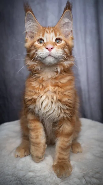 Red orange ginger maine coon kitten portrait — Stock Photo, Image