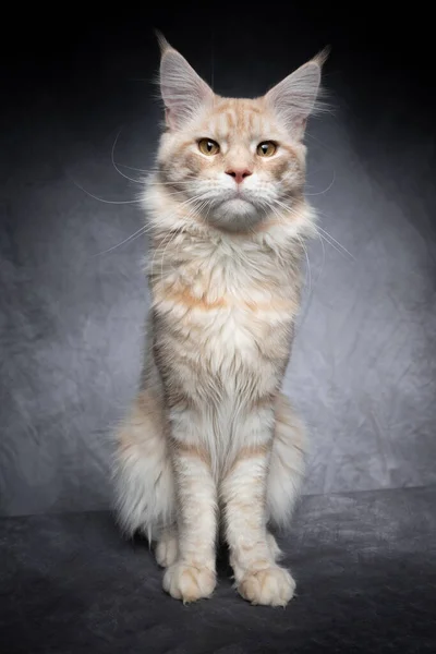 skinny maine coon cat sitting on gray background