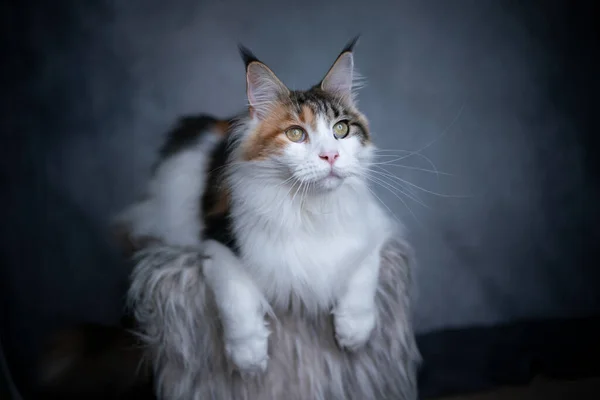 Pelucheux blanc calico maine coon cat studio shot — Photo