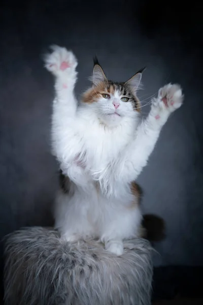 White maine coon cat playing raising paws — Stock Photo, Image