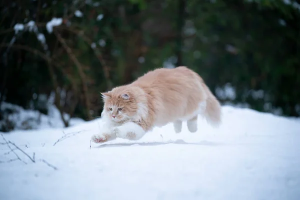 Kattenjacht spelen in witte sneeuw — Stockfoto