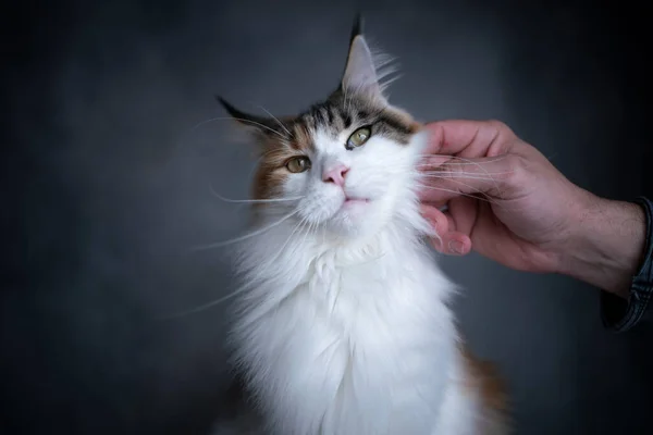 Mão acariciando branco calico maine casulo gato com espaço de cópia — Fotografia de Stock