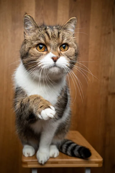 Nyfiken katt på trä bakgrund — Stockfoto