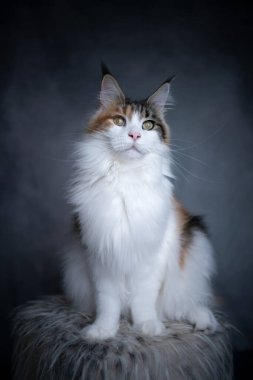 Beyaz tüylü beyaz Calico Maine Rakun Kedi Stüdyosu