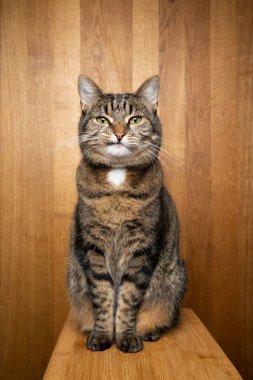 Ahşap arka planda sevimli tekir kedi