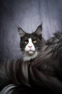 Smokin maine zenci kedi portresi ve fotokopi alanı