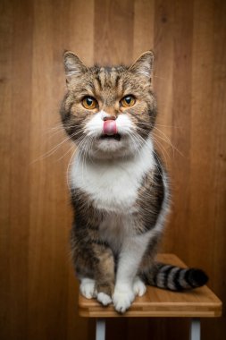 Tahta arka planda meraklı kedi