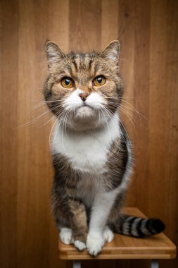 Tahta arka planda meraklı kedi