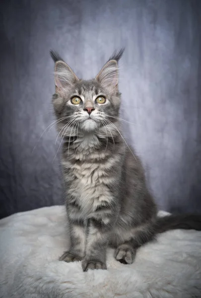 Голубой табби-серый мейн-кун-котенок — стоковое фото