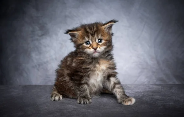 Maine coon kitten portrait on gray concrete background — Stock Photo, Image