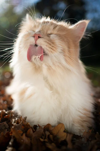 Szőrös macska ápolás szőrme szabadban — Stock Fotó