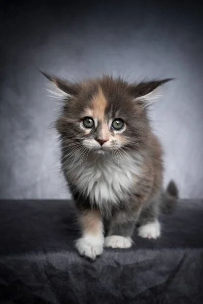 Bonito calico maine casulo gatinho estúdio retrato no fundo cinza — Fotografia de Stock