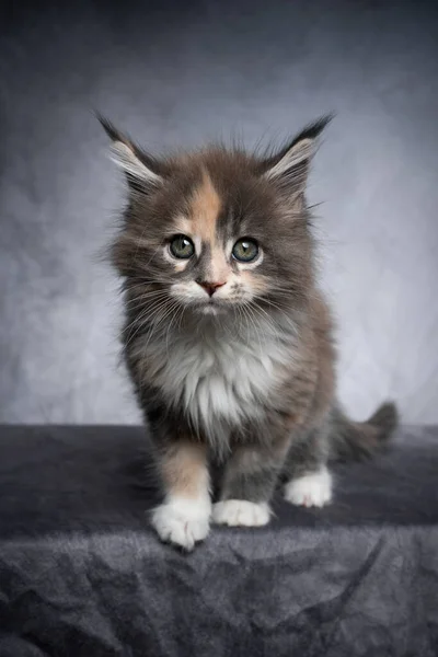 Bonito calico maine casulo gatinho estúdio retrato no fundo cinza — Fotografia de Stock