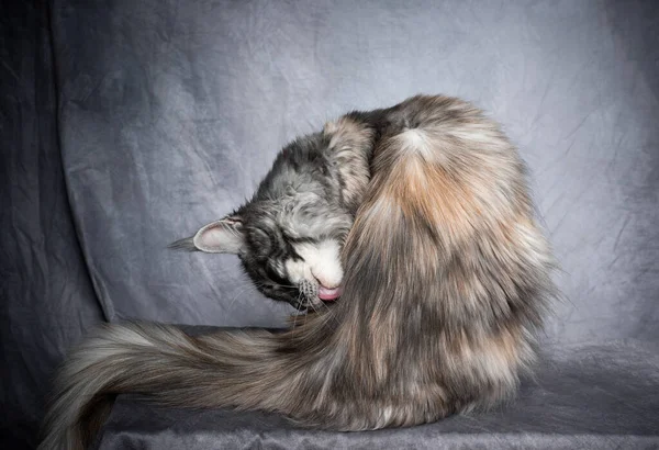 Maine coon chat toilettage léchage fourrure — Photo