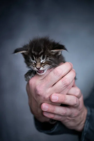 Mãos humanas masculinas segurando pequeno gatinho — Fotografia de Stock