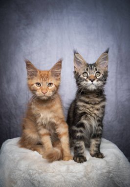 İki farklı renkte rakun yavrusu yan yana.