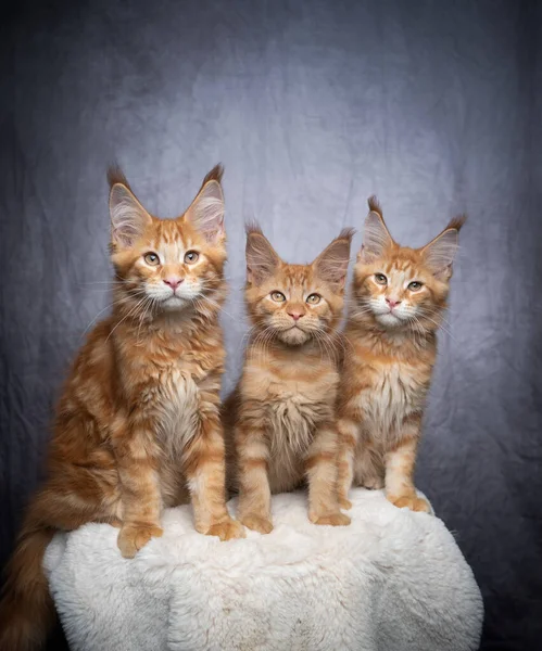 Група з трьох імбирних кошенят кунжуту поруч — стокове фото