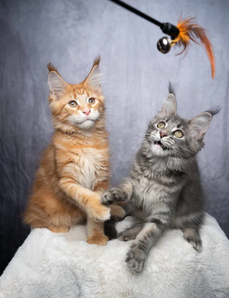 Maine coon kittens playing together with feather toy — Stock Photo, Image
