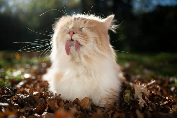 Langhaarkatze pflegt Fell im Freien — Stockfoto