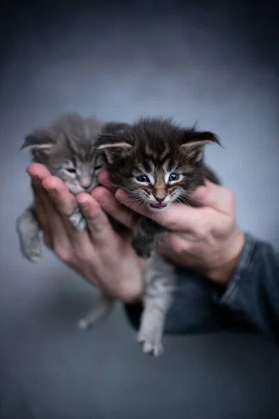 Manos humanas masculinas llevando dos gatitos — Foto de Stock