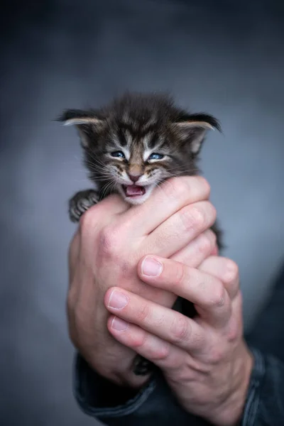 Male human hands holding small kitten — Stock Photo, Image