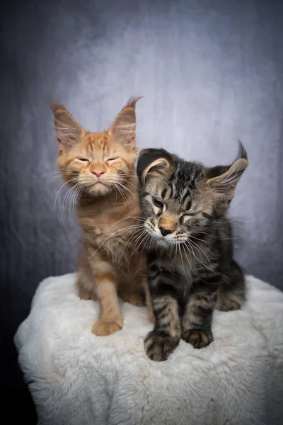 2つの異なる色のメインカヌー子猫が横に並んで — ストック写真