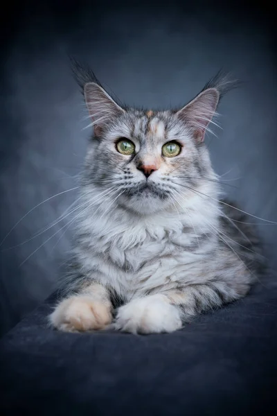 Schöne Maine Coon Katze Porträt — Stockfoto