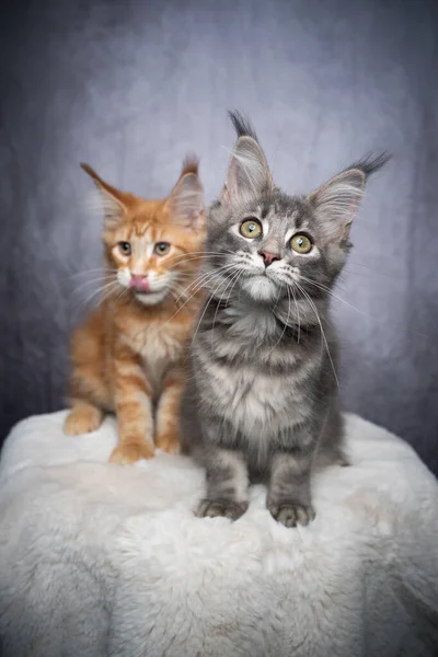 Zwei unterschiedlich gefärbte Maine Coon Kätzchen — Stockfoto