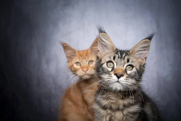Two different colored maine coon kittens sidy by side — Stock Photo, Image