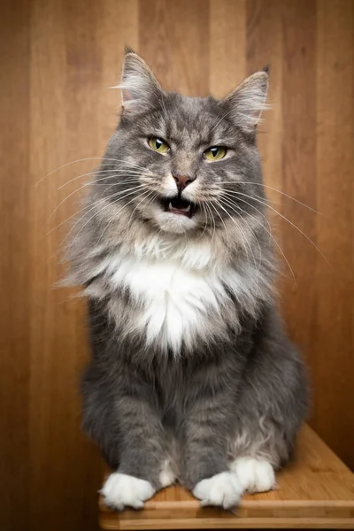 Gato curioso no fundo de madeira — Fotografia de Stock