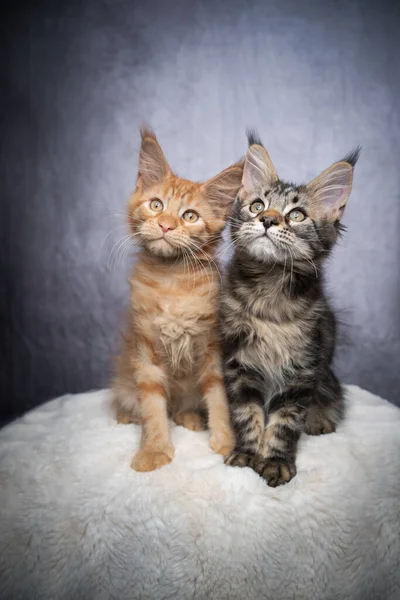 Zwei unterschiedlich gefärbte Maine Coon Kätzchen sidy nebeneinander — Stockfoto