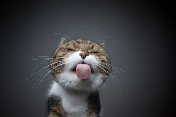 Grappige kat steken uit tong likken glas — Stockfoto