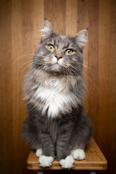 Neugierige Katze auf hölzernem Hintergrund — Stockfoto
