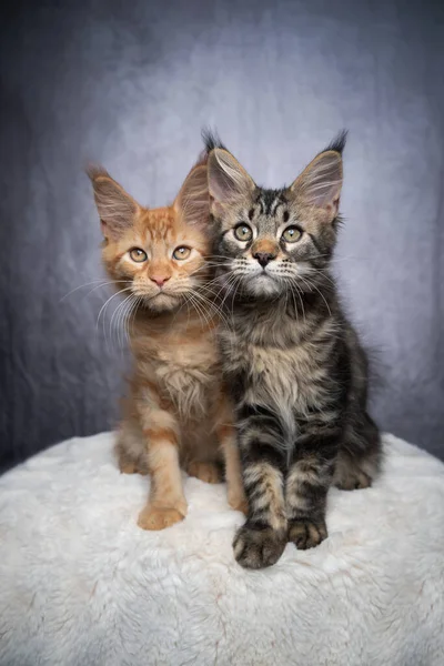 Zwei unterschiedlich gefärbte Maine Coon Kätzchen sidy nebeneinander — Stockfoto