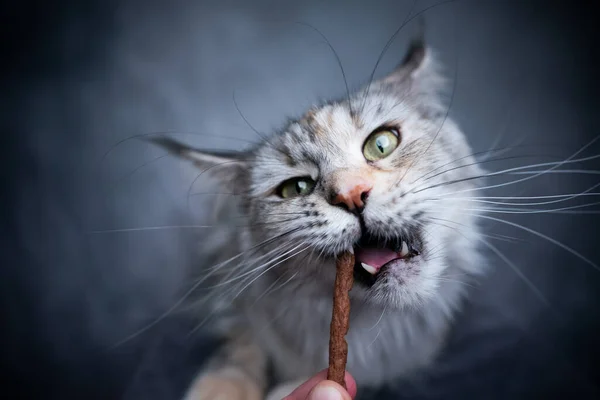 Alimentación maine coon gato con tratar palo — Foto de Stock