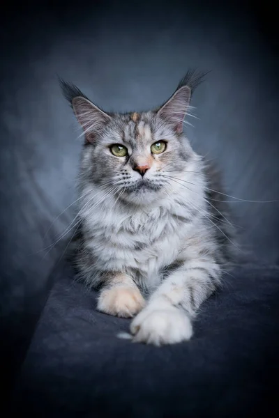 Beau maine coon chat portrait — Photo