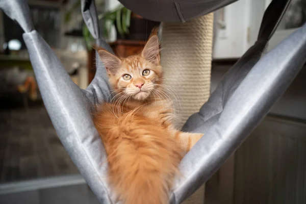 Милый рыжий мейн-кун котенок отдыхает в гамаке — стоковое фото